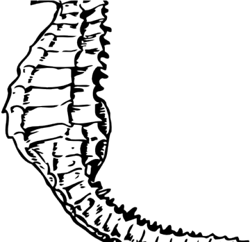 Seahorse Clipart Family - Sea Horse Clip Art (640x480)