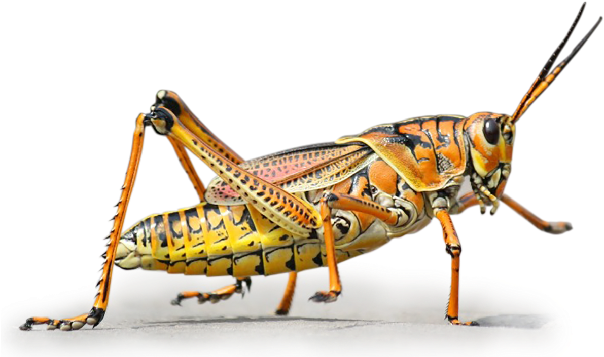 Colorato Big Png Novel Food - Grasshopper Journal: Take Notes, Write Down Memories (1200x718)
