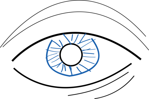 Googly Eyes Drawing Simple Eye In Invertebrates Color - Ilustrasi Gambar Mata (510x340)