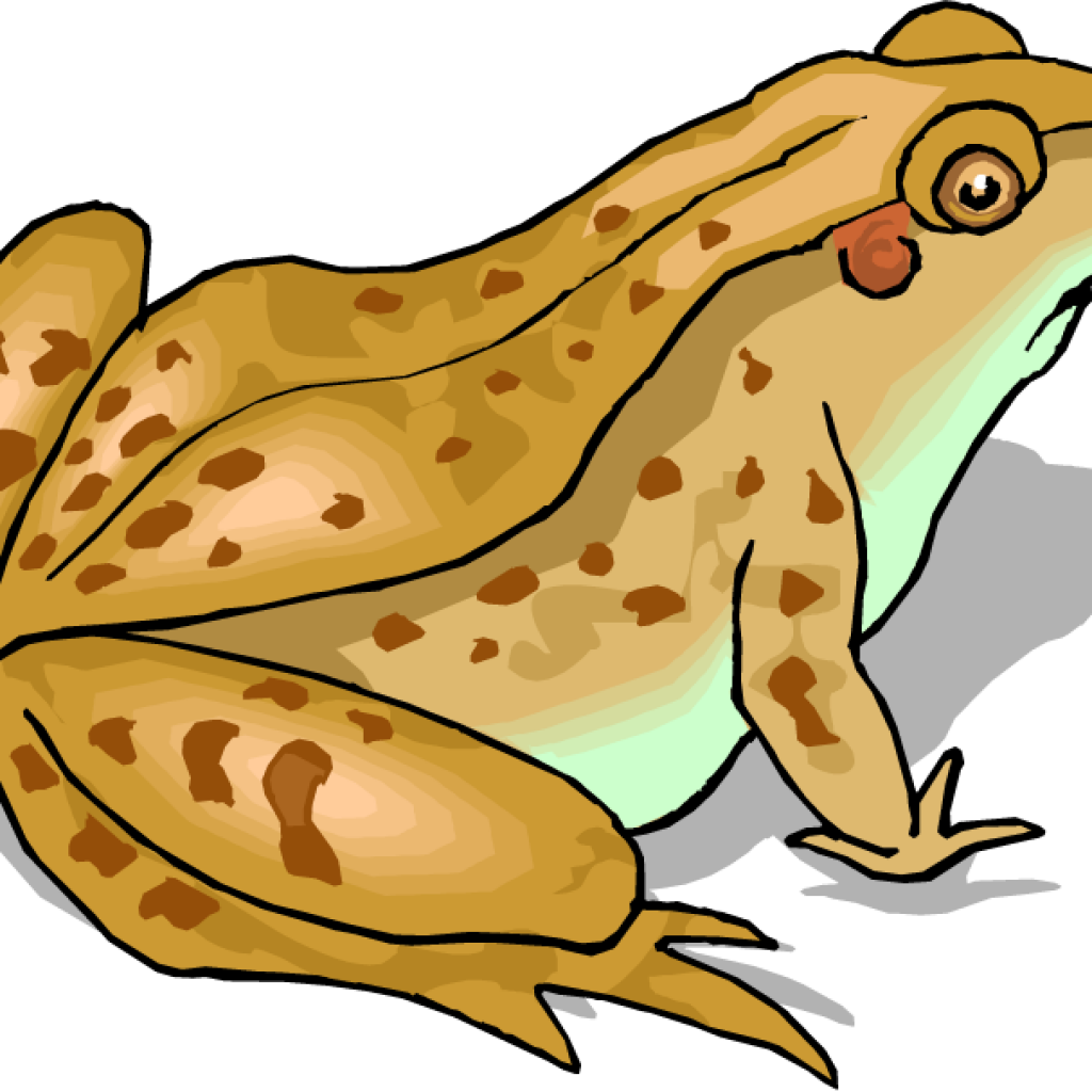 Toad Clip Art Toad Clip Art Top 87 Toad Clip Art Free - Sapo De Surinam En Dibujo (1024x1024)