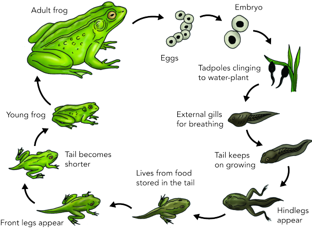 Toad Clipart Frog Egg - Life Cycle Of S Frog (640x480)