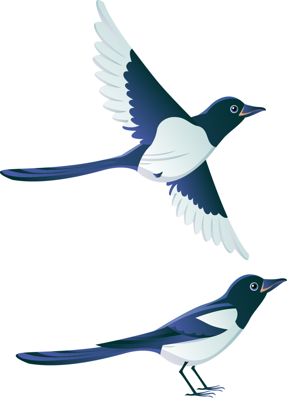 Фото, Автор Soloveika На Яндекс - Transparent Magpie Clipart (925x1280)