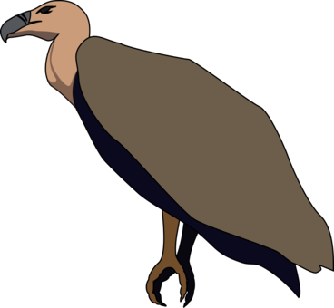 Turkey Vulture Beaky Buzzard Bird Of Prey - Vulture Png (368x340)