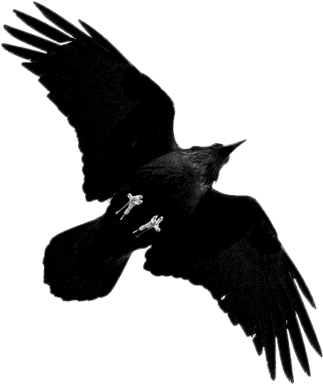 Grand Corbeau, Oiseau Noir, Tableau Dessin, Plume, - Crow Spreading Wings Transparent (498x540)