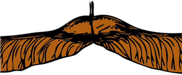 Seeds Clipart Seed Pod - Maple Tree Seeds Png (640x480)