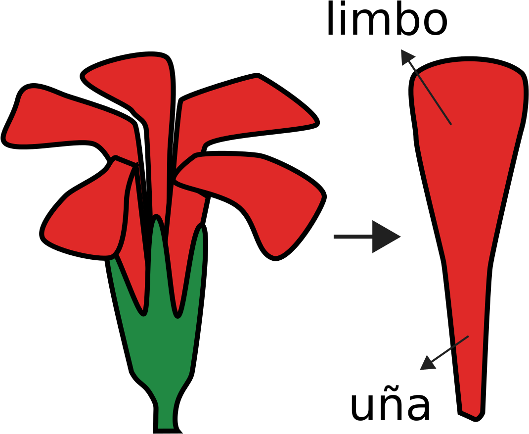 Flower Morphology Perianth Type Unguiculate - Flower Morphology Perianth Type Unguiculate (1248x1024)