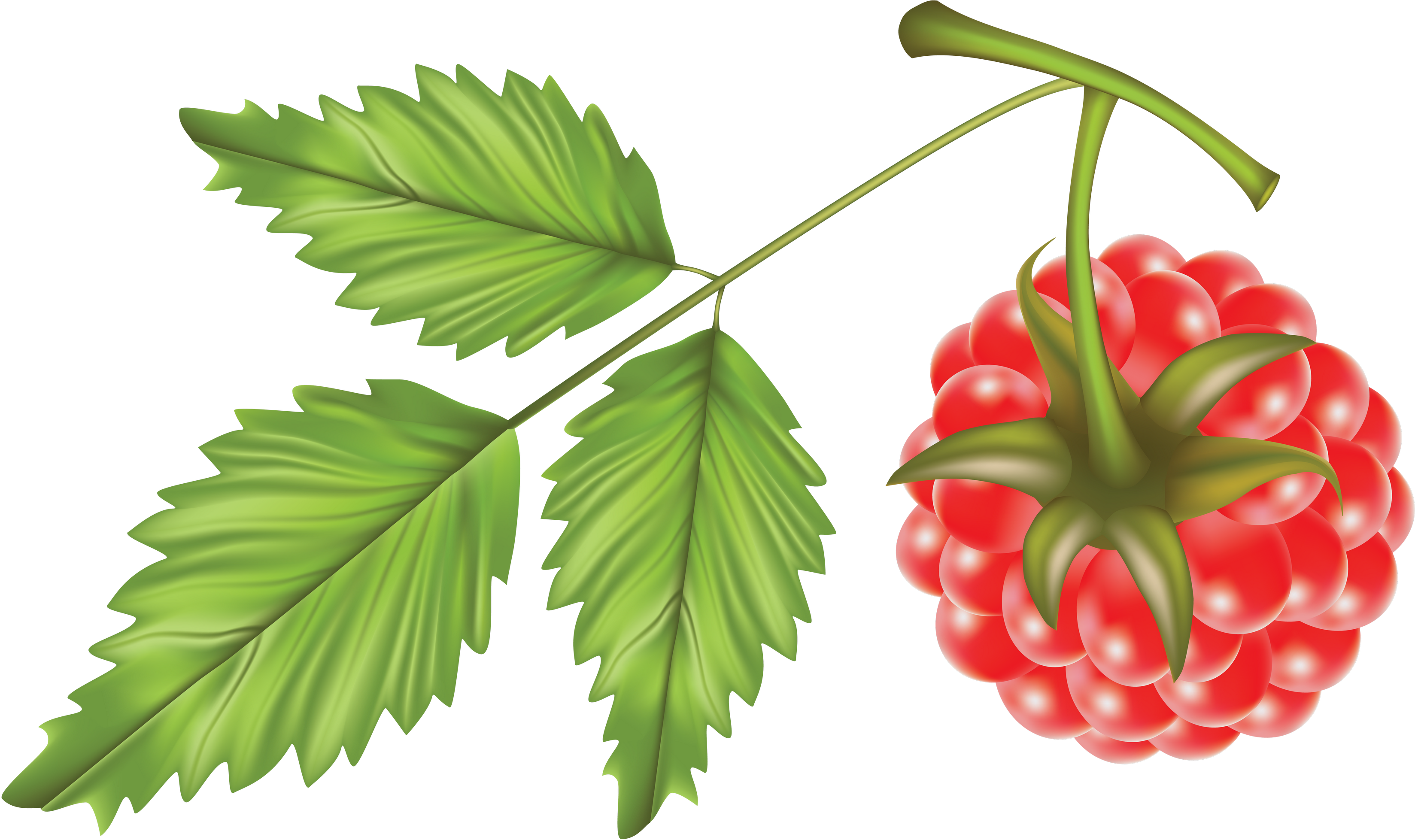 Png Photo, Free Pictures, Raspberry, Clip Art, Raspberries, - Vector (3307x1956)