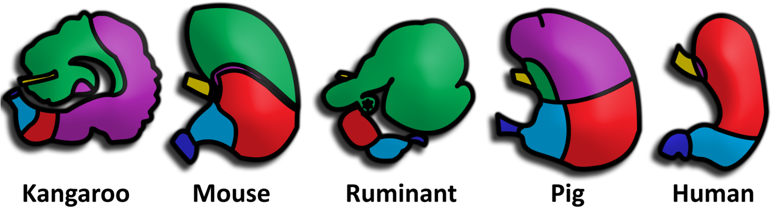 Frequency Of Glands May Vary More Smoothly Between - Stomach In Animals (1543x450)