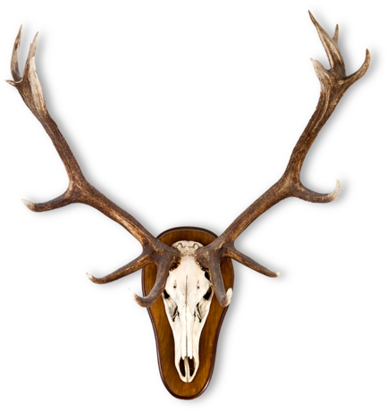 Modern Farmhouse - Jagdtrophäen Bilder (500x500)