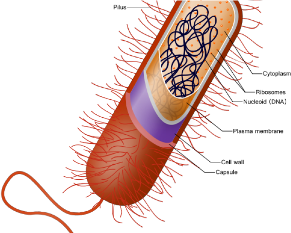 Bacteria Clipart Prokaryotic Cell - Prokaryotic Cell Diagram (640x480)