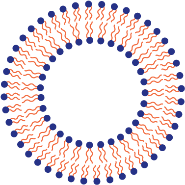 Liposome 2b - Large Unilamellar Vesicle (390x390)