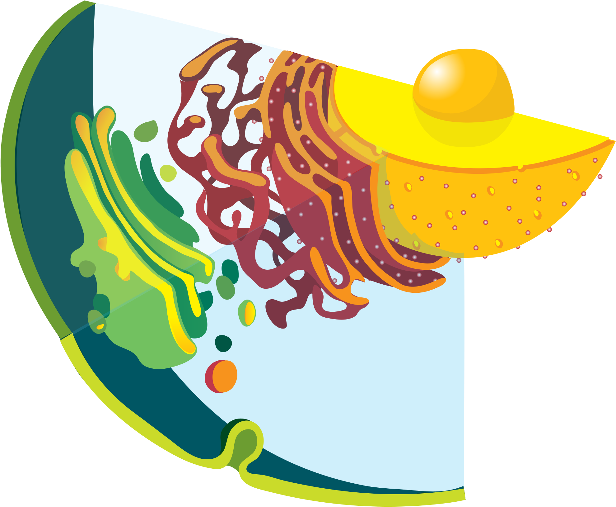 Open - Secretory Vesicles Animal Cell (2000x1643)
