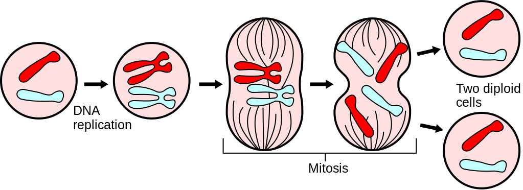 During The Cell Cycle - Mitosis Science (1023x372)