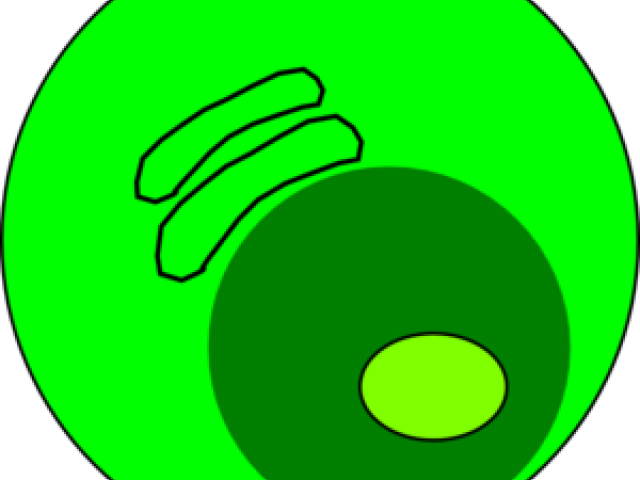 Plasma Clipart Nucleolus - Fleurop (640x480)