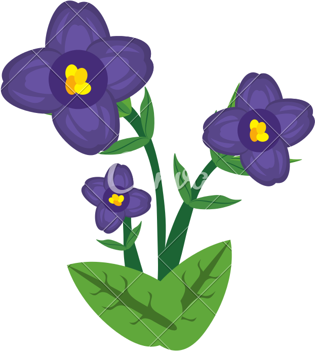 African Violet Flower Image - African Violets (800x800)
