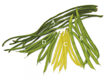 Beans - Green Stem Vegetables (400x300)
