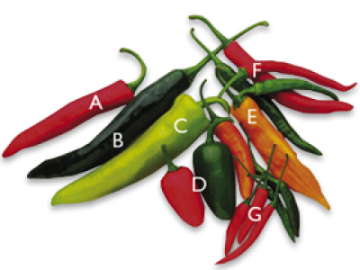 Chilli Peppers - Chili Pepper (400x300)