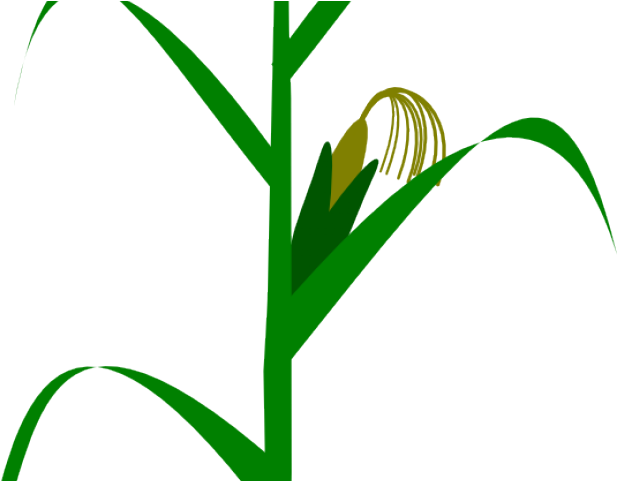 Corn Clipart Indian Corn - Milpa De Maiz Vector (640x480)