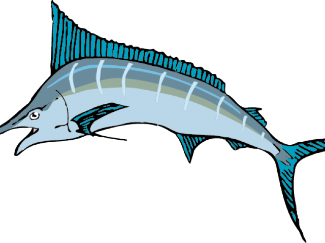 Sailfish Clipart Billfish - Dibujo De Peces Cartilaginosos (640x480)