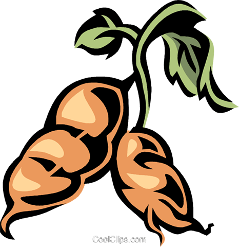 Sweet Potato Royalty Free Vector Clip Art Illustration - Sweet Potato Clip Art (466x480)