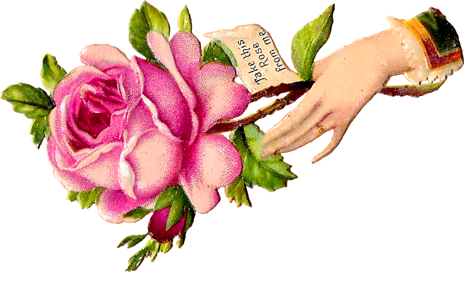 Flower Rose Pink Floral Craft Supply Digital Download - Rose (1600x978)