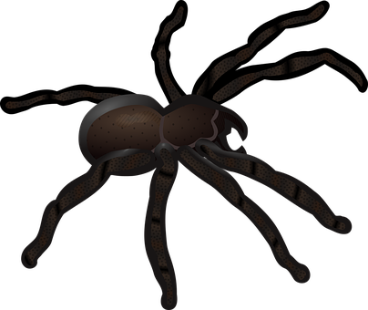 Arachnid Clipart Friendly Spider - Clip Art Spider (404x340)