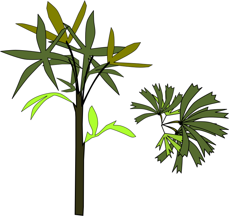 Pin Clipart Palm Cake Ideas And Designs - Rhapis Excelsa (800x800)