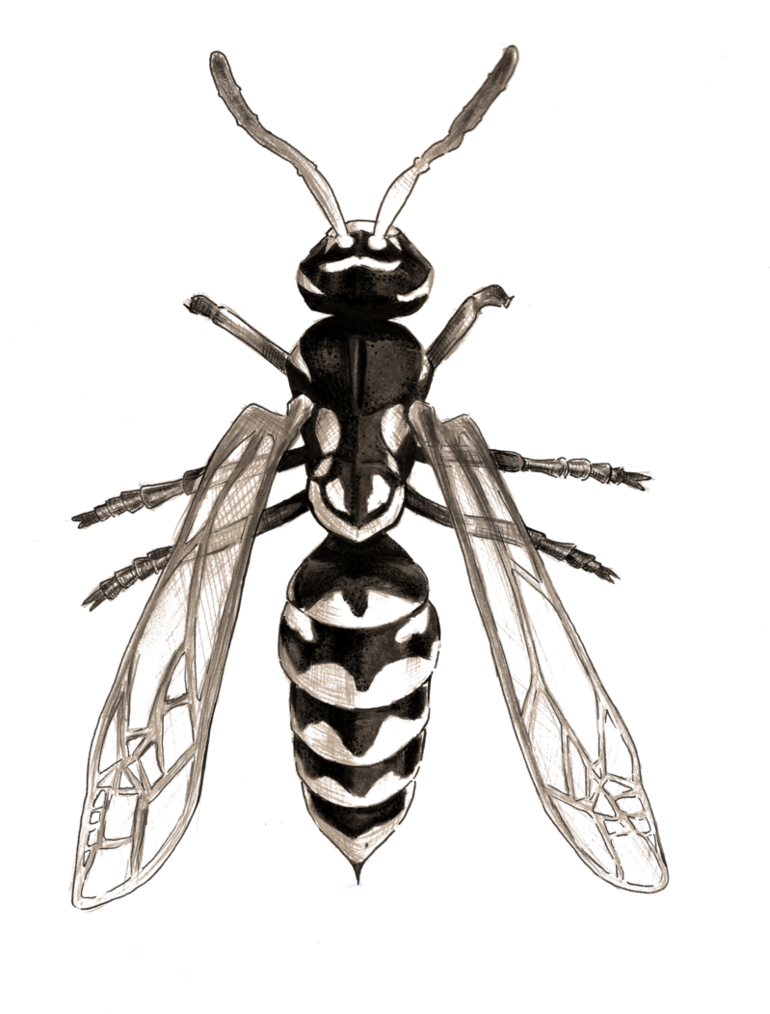 Drawing Insect Wasp Image Free Stock - Drawing Insects (771x1036)