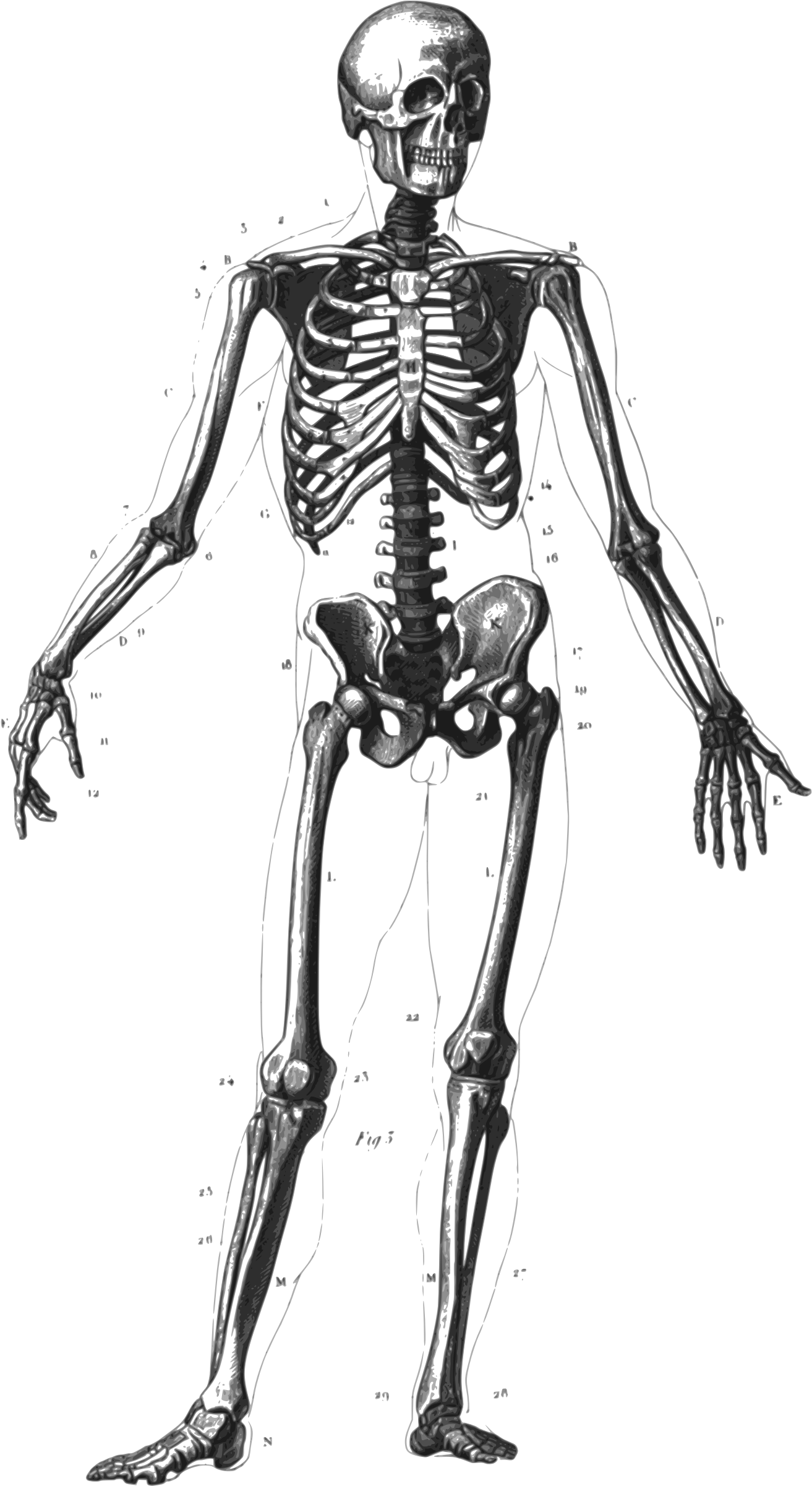 Halloween Human Clip Art Fun Cliparts Png - Heck's Iconographic Encyclopedia Of Sciences, Literature (2400x2400)