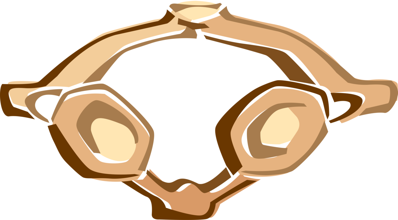 Jpg Transparent Library Human Thoracic Vertebrae Bone - Jpg Transparent Library Human Thoracic Vertebrae Bone (1266x700)