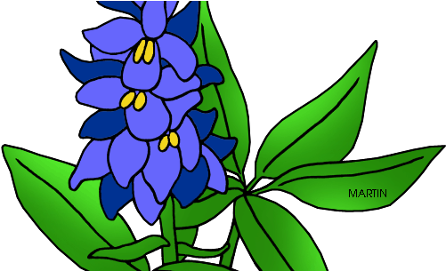 Texas State Flower Drawing (579x304)