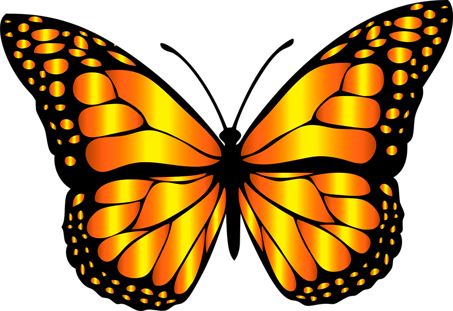 Mariposas Toda La Informaci N Sobre Las Mariposas House - Butterfly Clip Art (900x619)