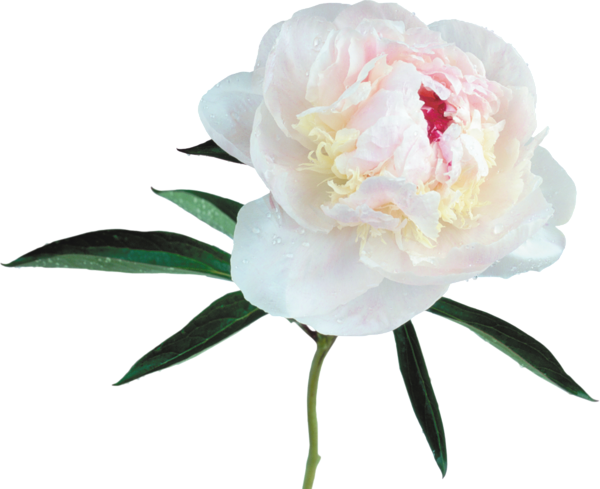 Large Transparent White Peony Clipart Pivoines Blanches, - White Peony Clip Art (600x489)