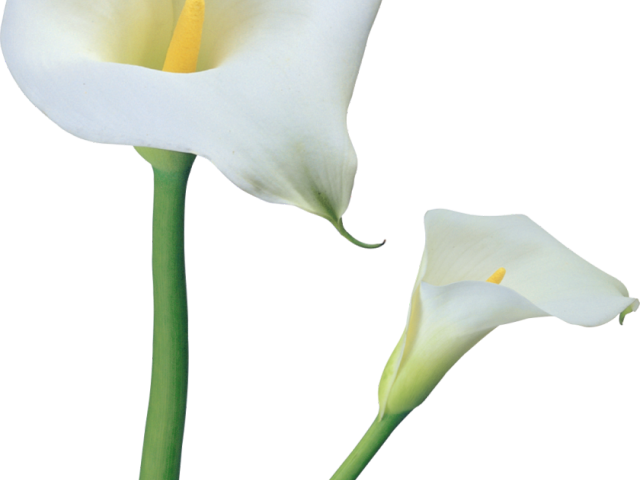 Lily Of The Valley Clipart Clip Art - Clip Art (640x480)