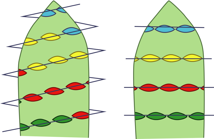 Open - Spiral Vs Whorled Arrangement (1000x648)