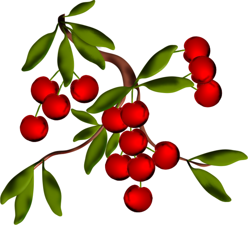 Blog - Branche Avec Cerises Png (800x728)