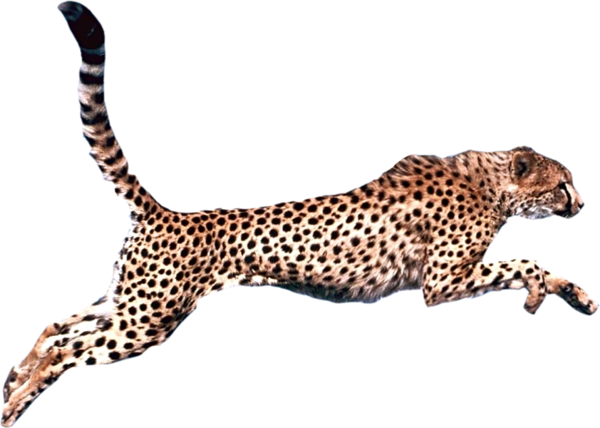 Graphic Royalty Free Download Felidae Clip Art Transprent - Cheetah Png (842x600)