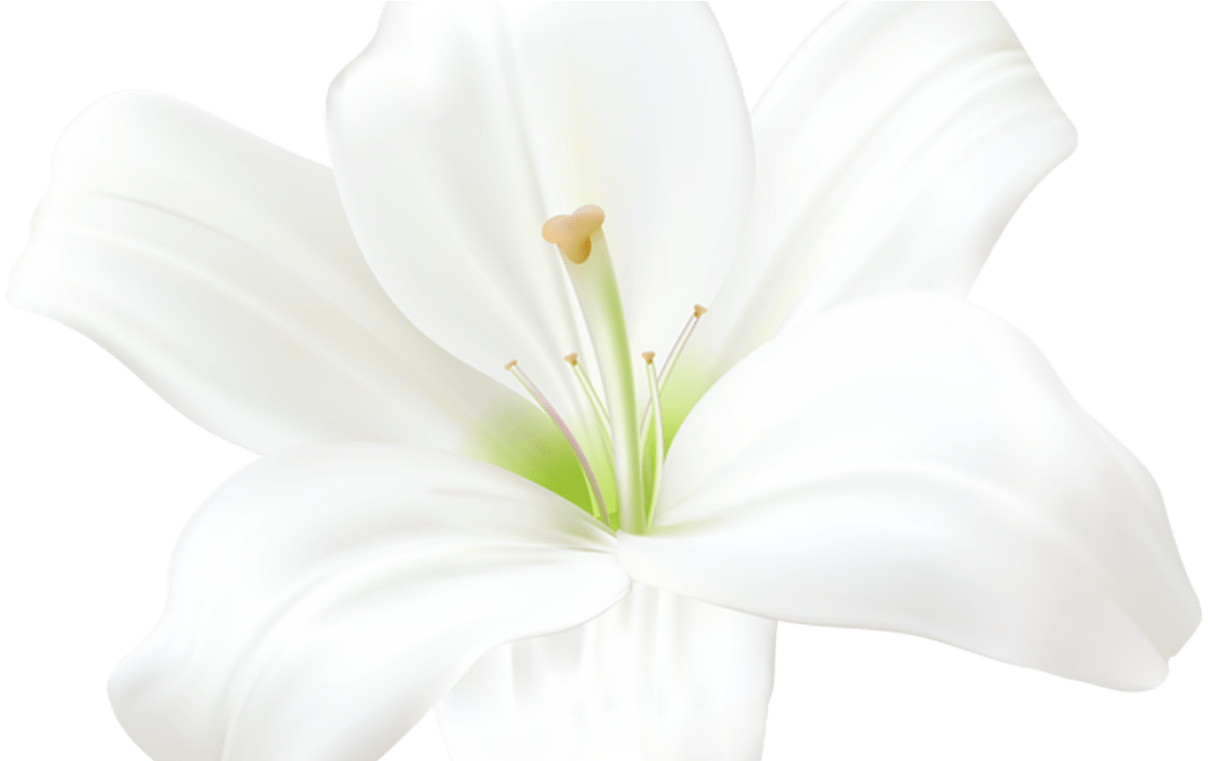 White Lily Png Clip Art Image Kukat Pinterest White - Lily (1368x855)