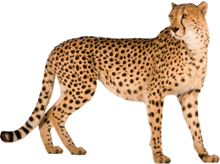 Cheetah Png - Cheetah Png (450x336)