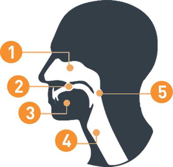 Areas Of The Head And Neck Where Cancers Begin - Head And Neck Cancer (550x533)