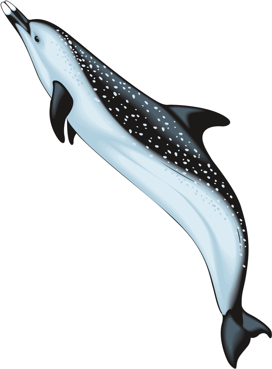 Фотки Clipart, Marine Life, Under The Sea, Dolphins, - Crazy Ocean Animals Clipart (960x1280)