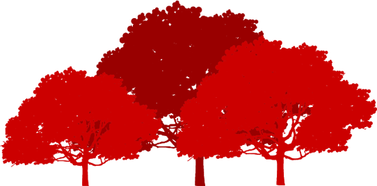 North Carolina State University Park Scholarship Program - Tree (542x268)