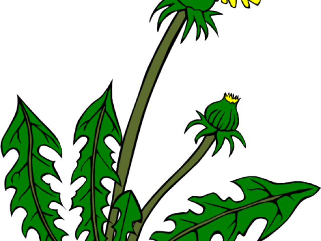 Clipart, Weed Clipart 19 Weed Banner Black And White - Dandelion Clip Art (640x480)