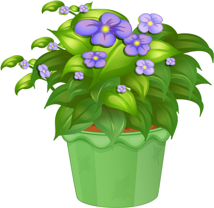 Яндекс - Фотки - Ornamental Plants (800x776)