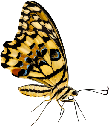 Butterfly (500x451)