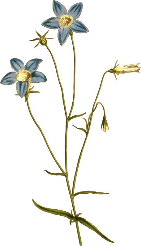 All Photo Png Clipart - Zazzle Schlanke Glockenblumen-blau-illustration Poster (456x794)