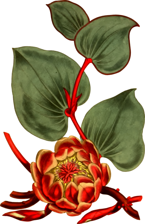 All Photo Png Clipart - Protea Cordifolia T-shirt (485x750)