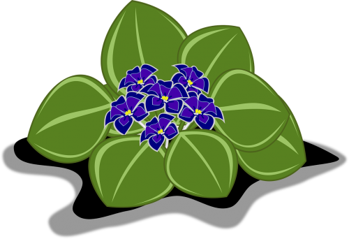 African Violet,clip - African Violets (500x342)