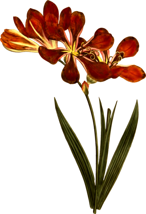 All Photo Png Clipart - Art Print: Vibrant Botanicals Vi, 61x46cm. (511x749)