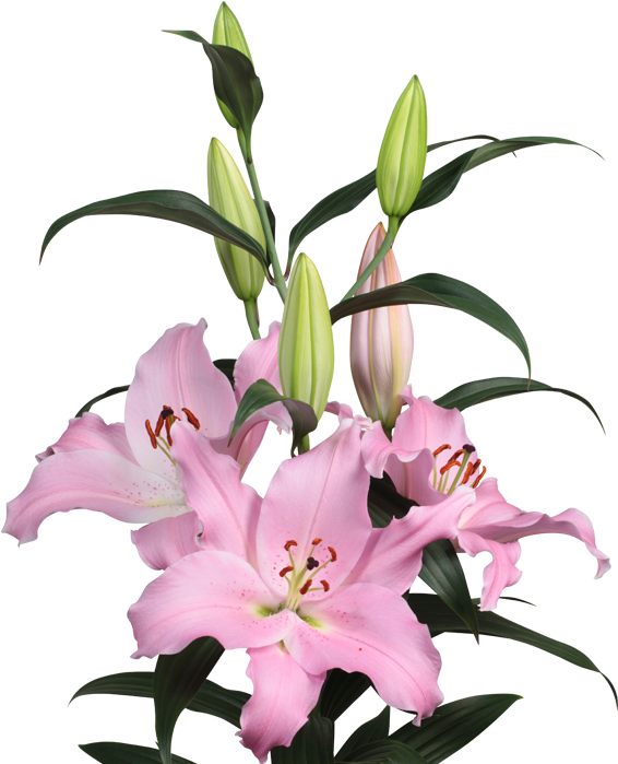 Or Emani - Lily (700x700)